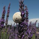 Lavandula angustofolia