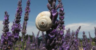 Lavandula angustofolia