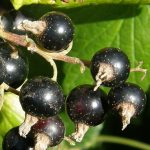 ribes nigrum