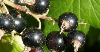ribes nigrum