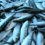 Pescado azul