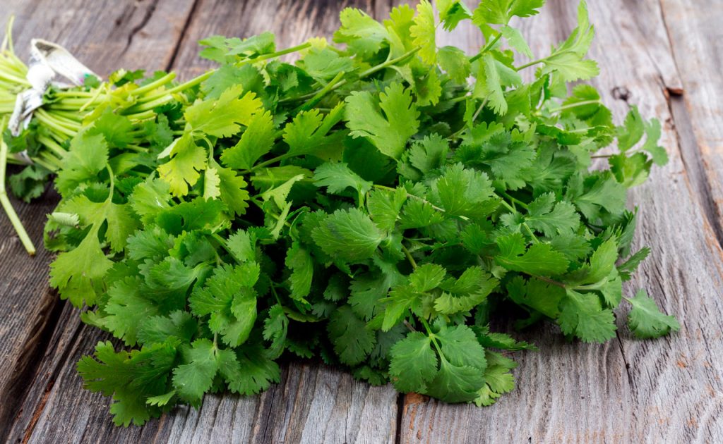Infusión de Cilantro para la Indigestión Mis Remedios