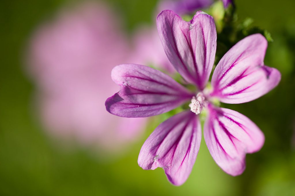 corbata malva