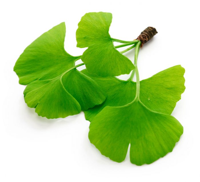 Ginkgo biloba Mis Remedios
