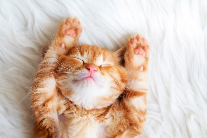 bigstock-Cute-little-red-kitten-sleeps--77471801