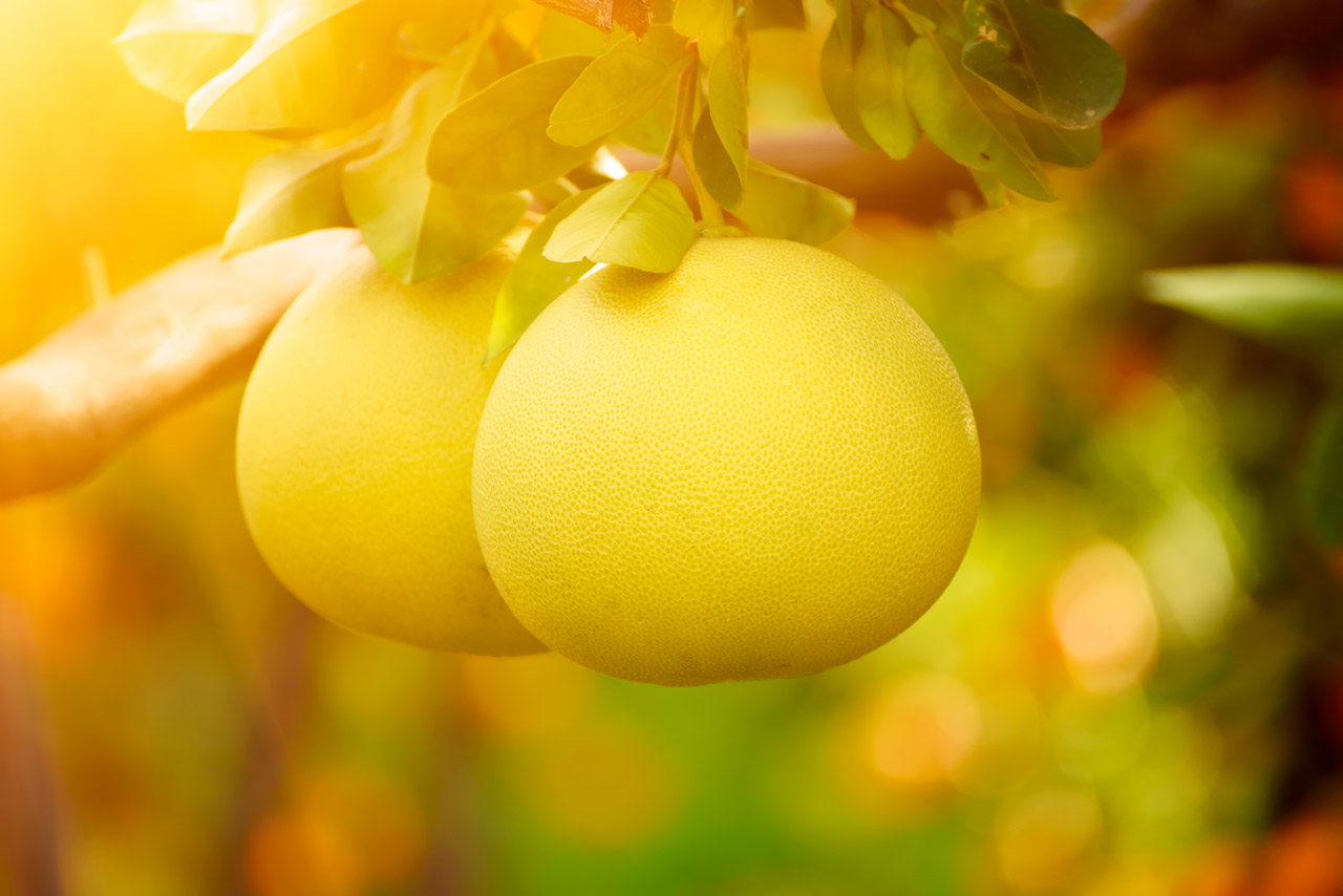 Descubre los 11 Mejores Beneficios del Pomelo Mis Remedios
