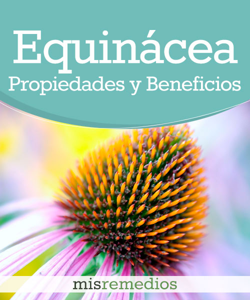 Equinácea