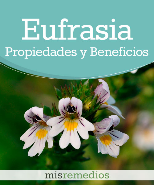 Eufrasia