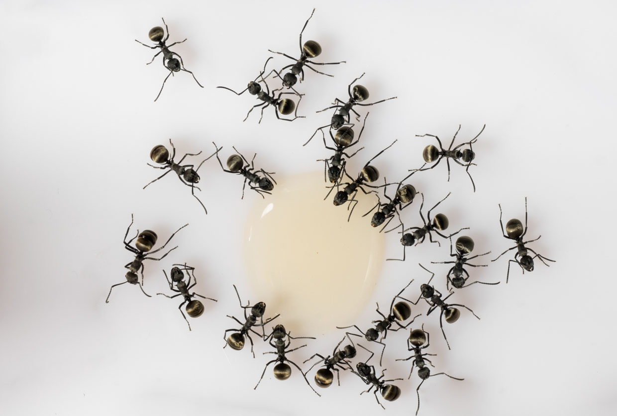 Много муравьев на белом фоне
